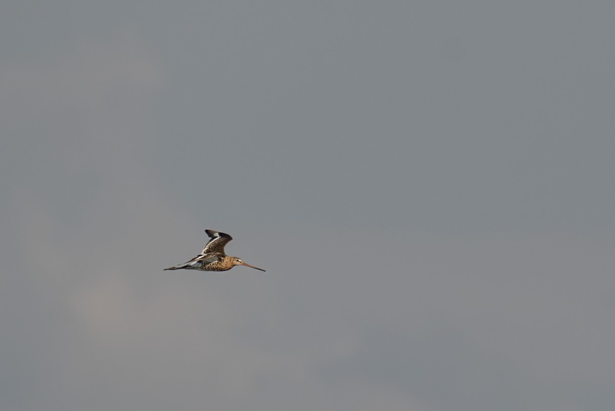 Black-tailed Godwit - ML622327406