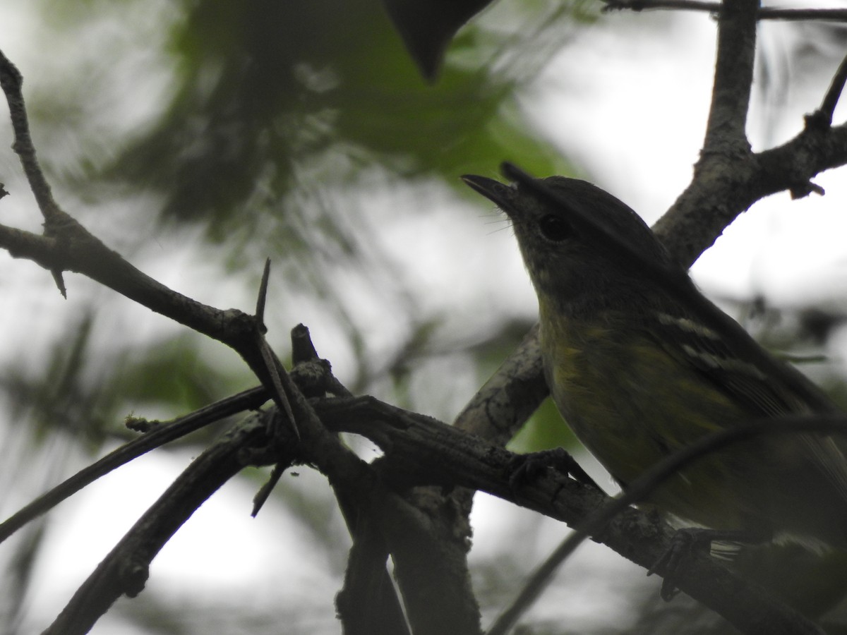 Flat-billed Vireo - ML622327426