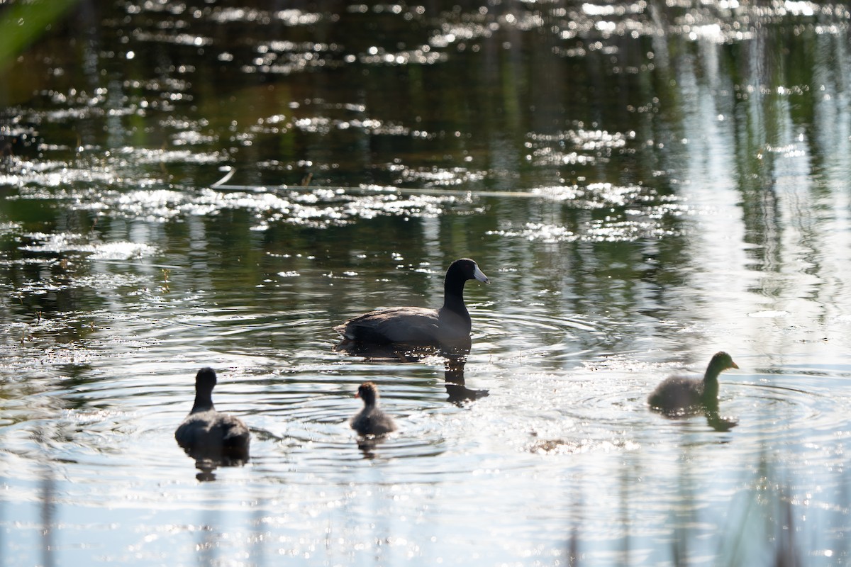 American Coot - ML622327443