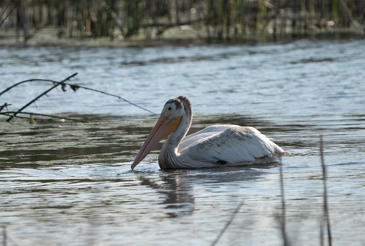 American White Pelican - ML622327491