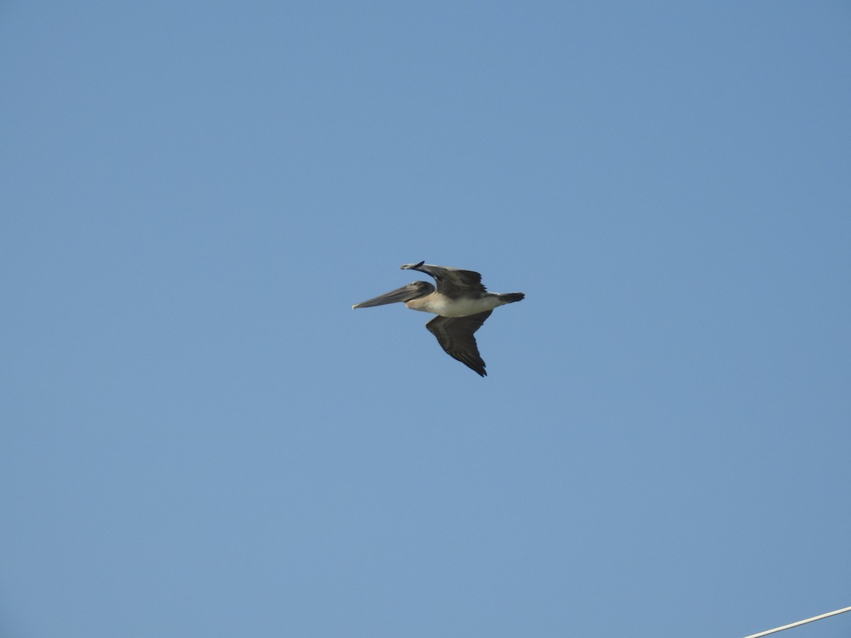 Brown Pelican - ML622327506