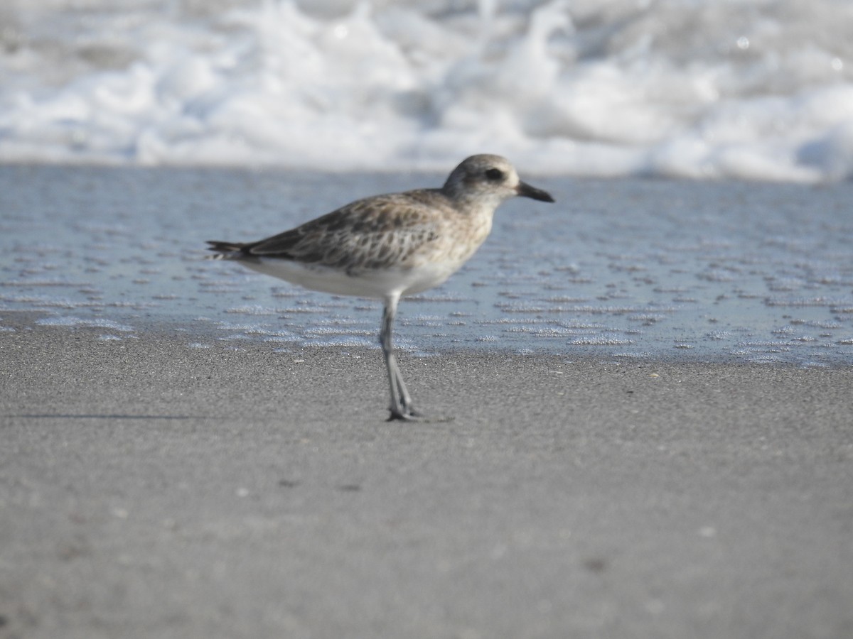 Black-bellied Plover - ML622327511