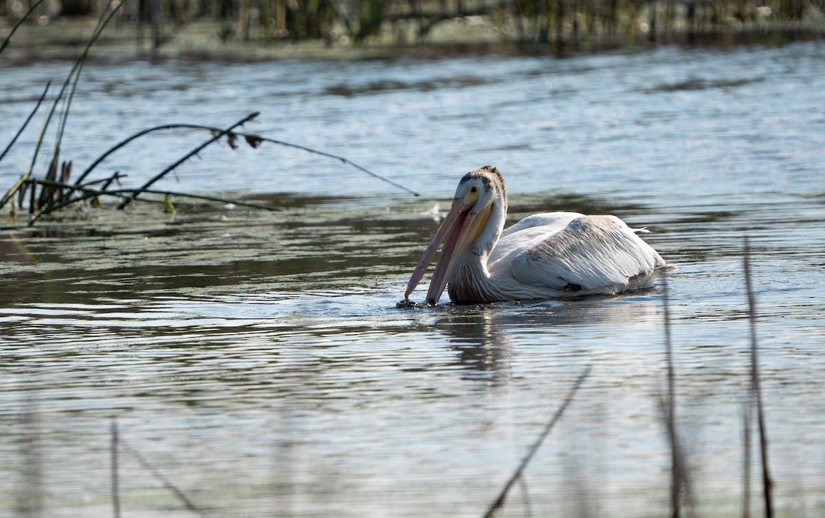 American White Pelican - ML622327513