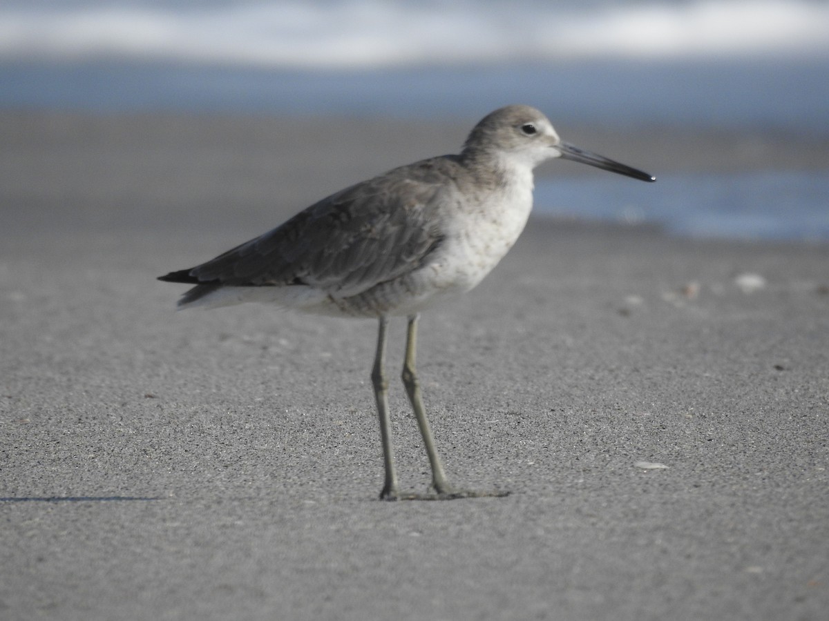 Willet - ML622327520