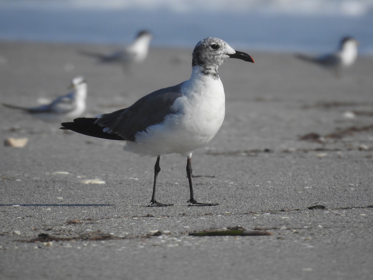 Mouette atricille - ML622327525