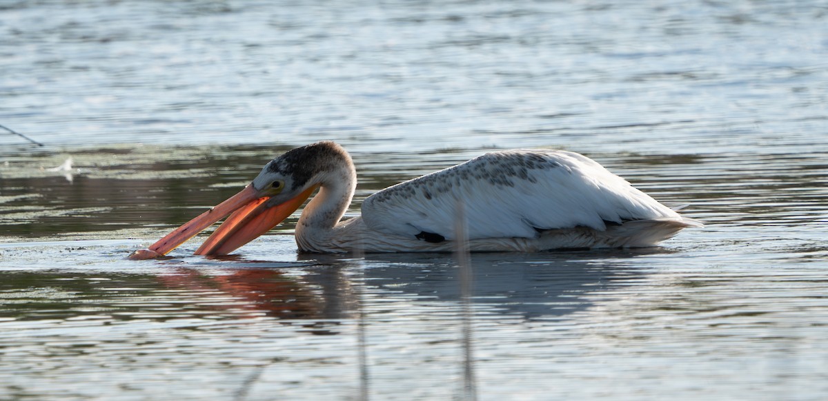 American White Pelican - ML622327527