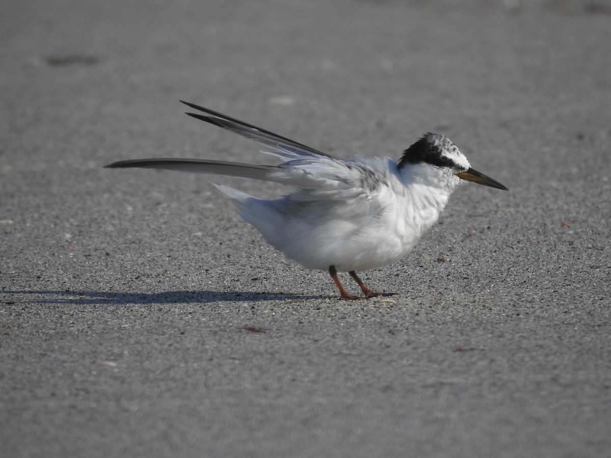 Least Tern - ML622327535