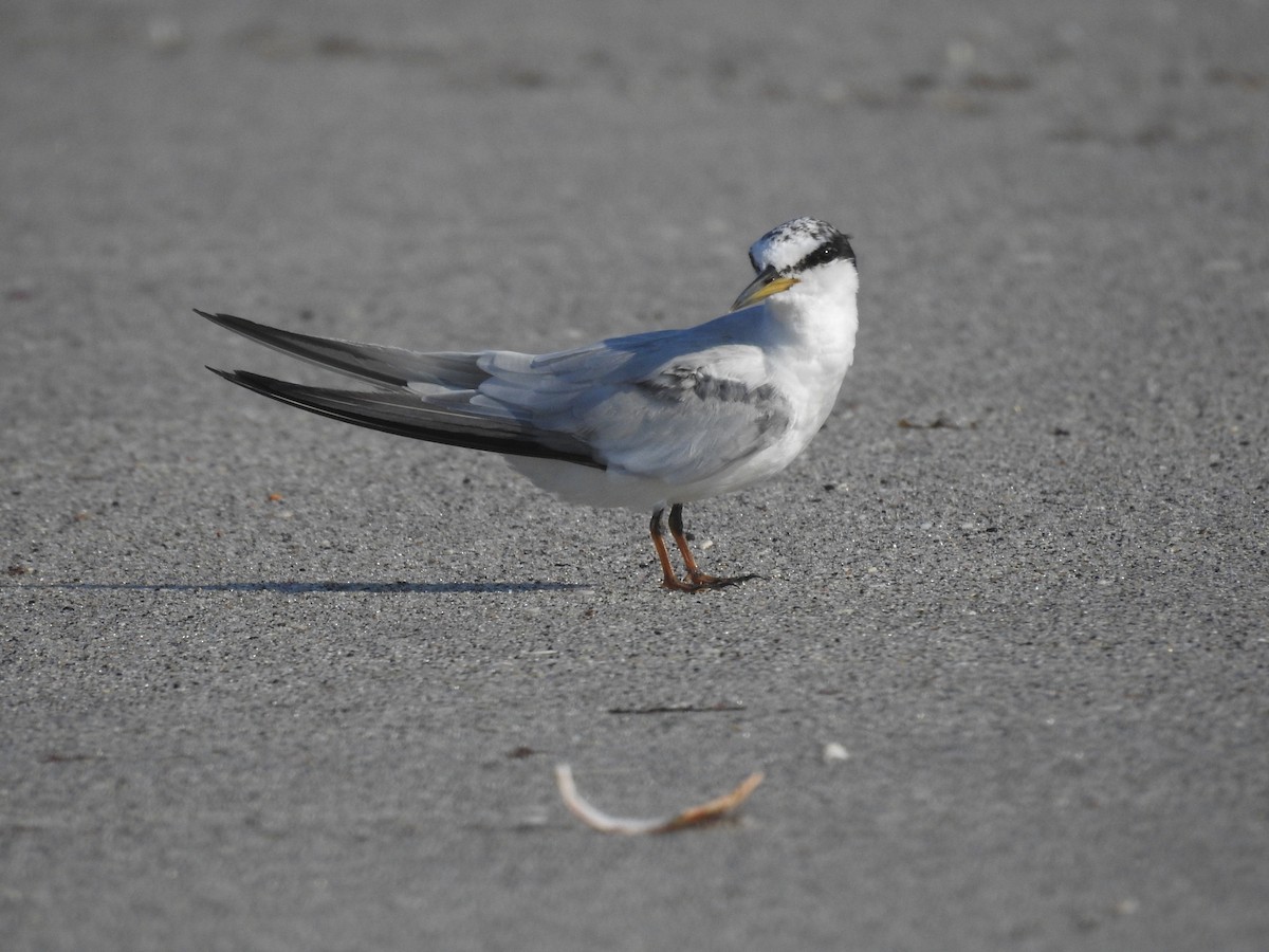 Least Tern - ML622327536