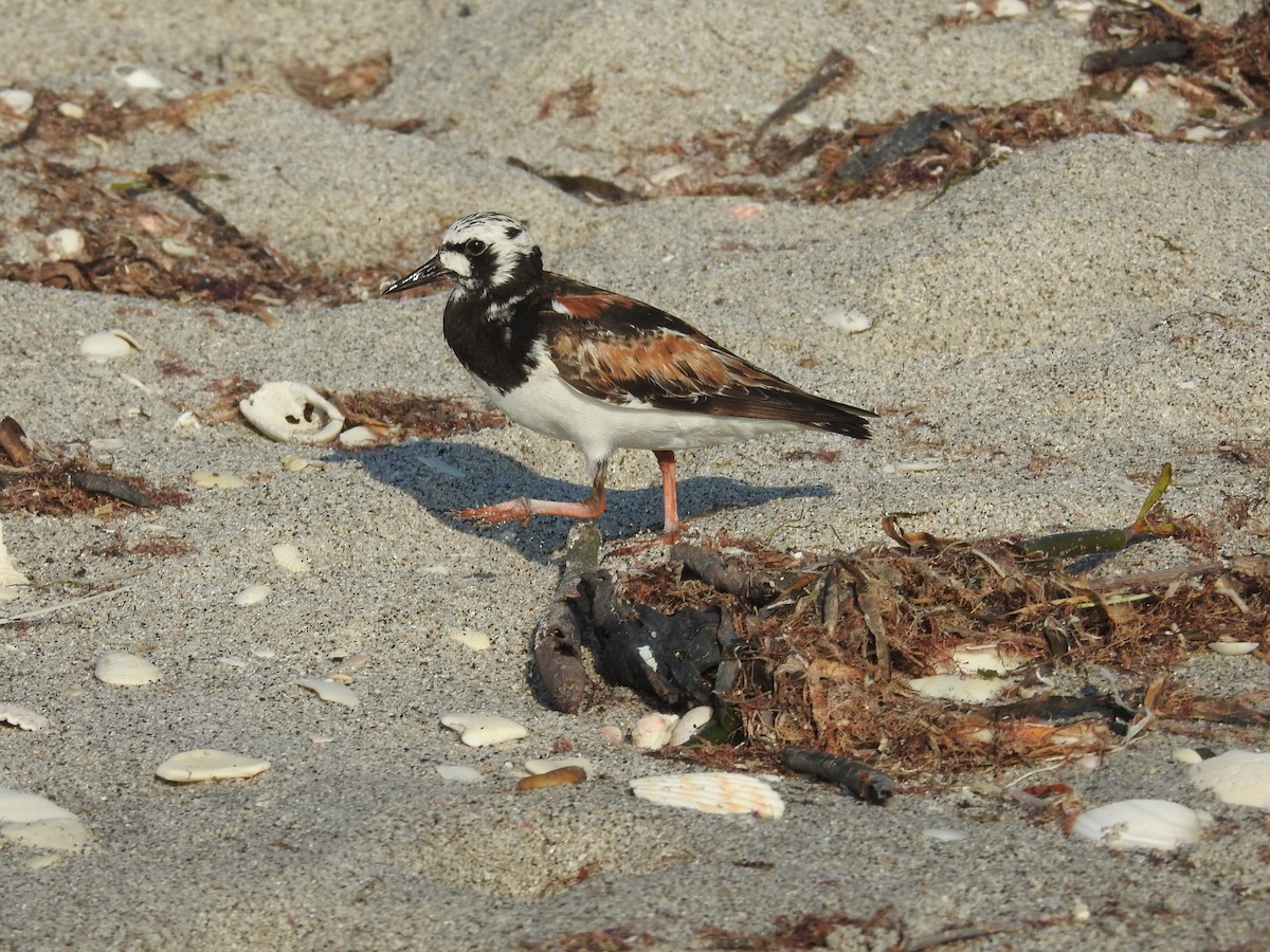 Ruddy Turnstone - ML622327540