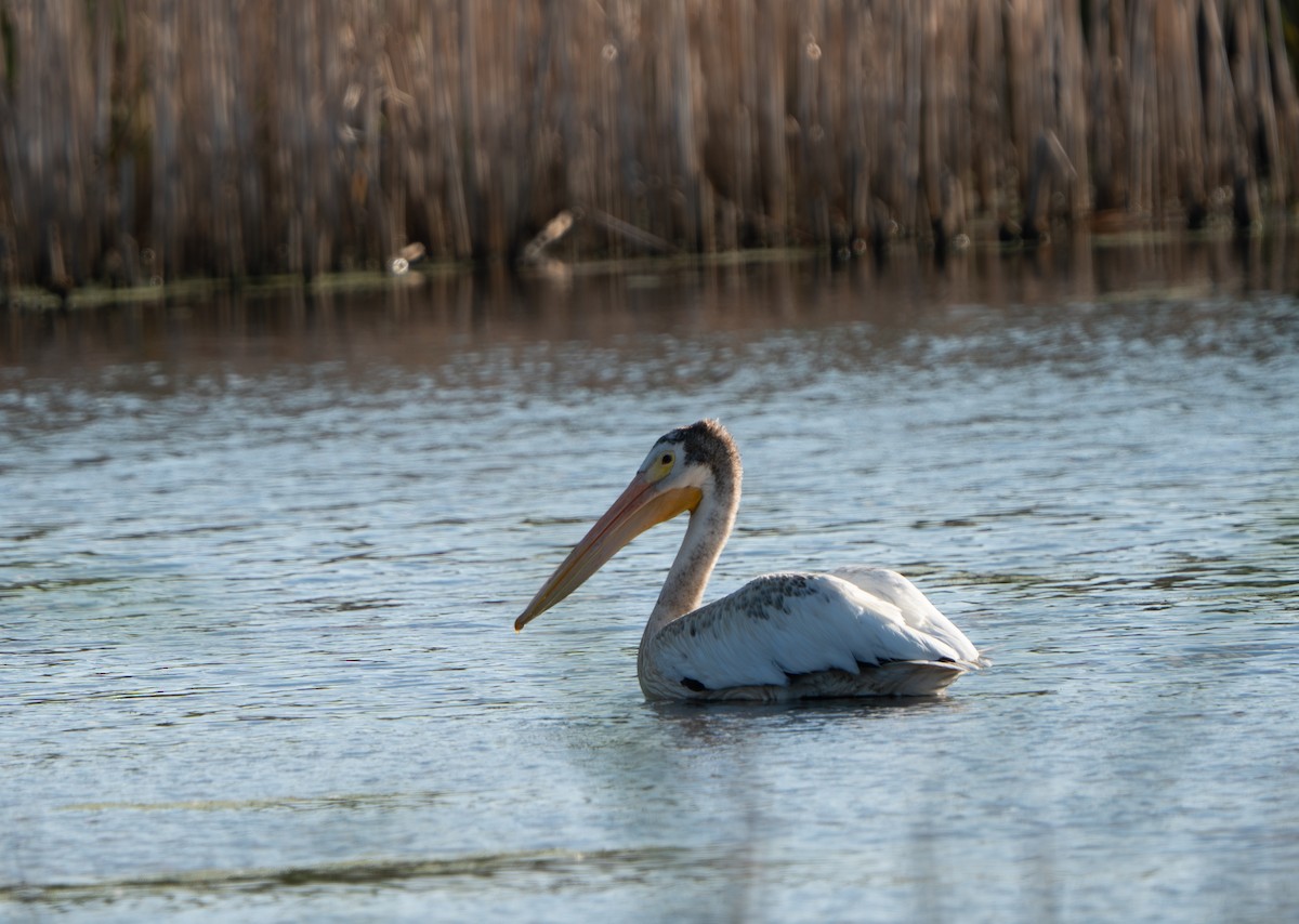 American White Pelican - ML622327556