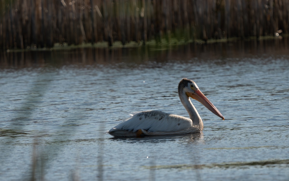 American White Pelican - L&L Tippett