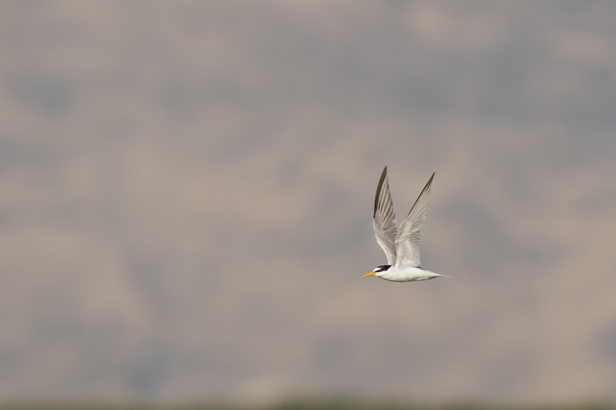 Little Tern - ML622327588