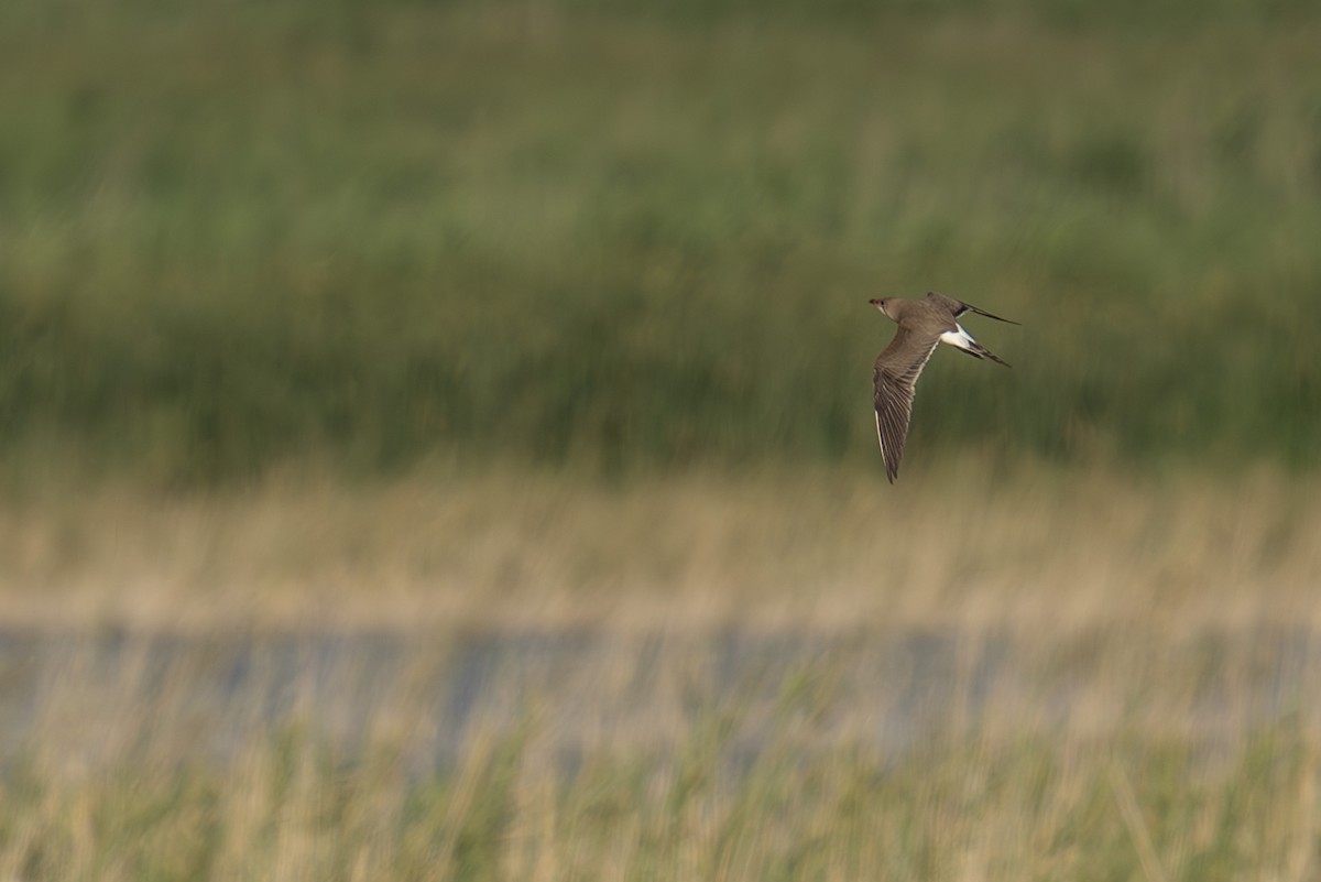 Collared Pratincole - ML622327607