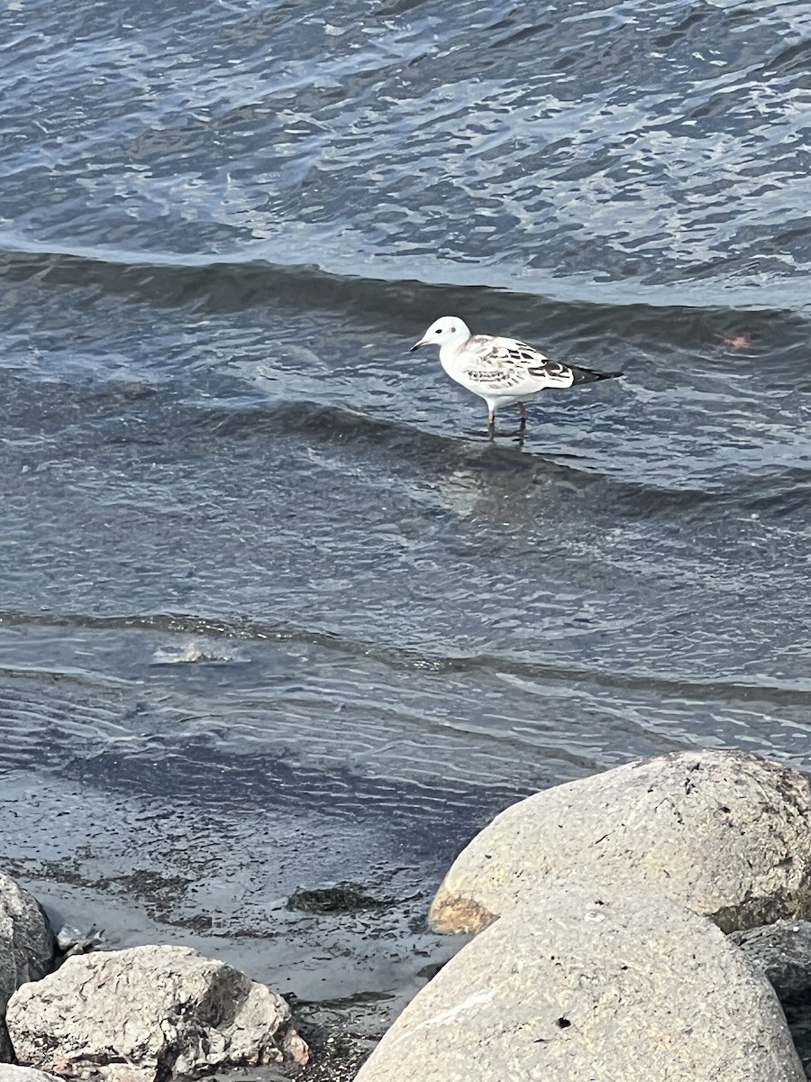 Black-headed Gull - ML622327609