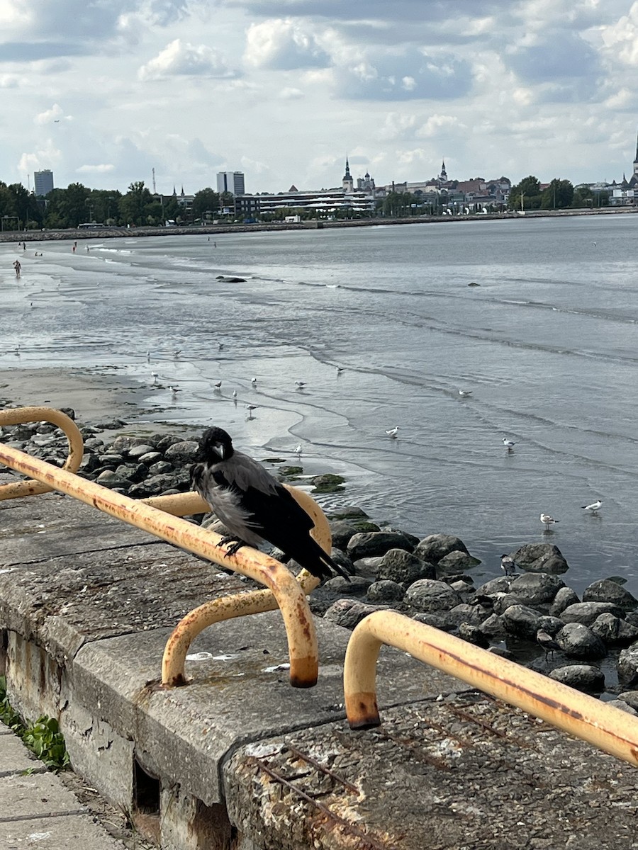 Hooded Crow - ML622327621