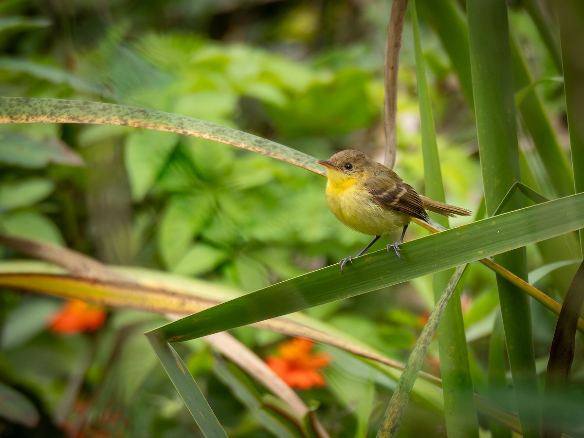 Subtropical Doradito - ML622327646