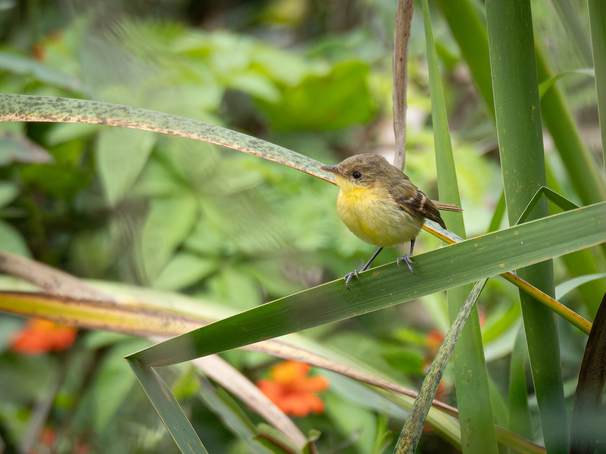 Subtropical Doradito - ML622327647