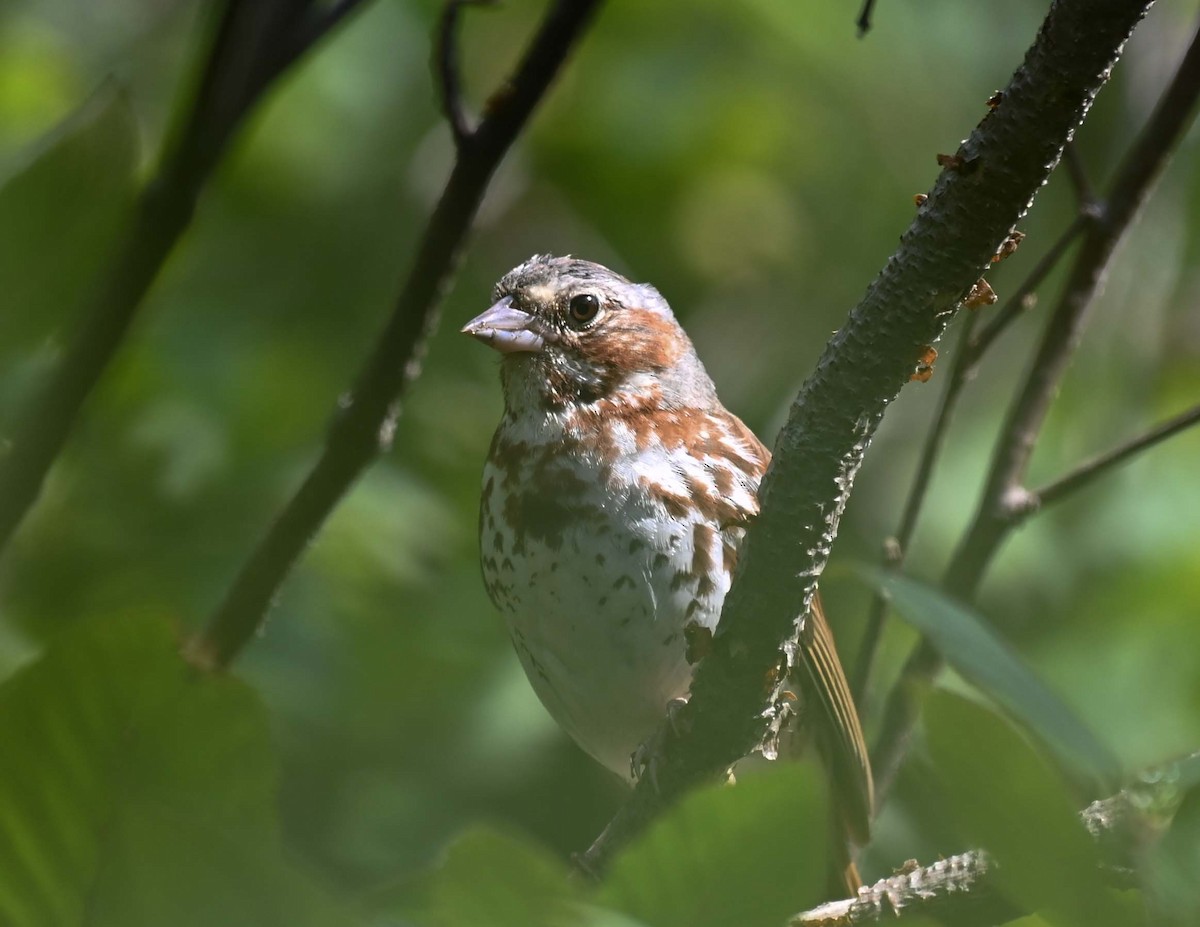 Fox Sparrow (Red) - ML622327683