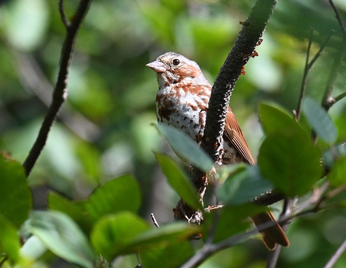 Fox Sparrow (Red) - ML622327684