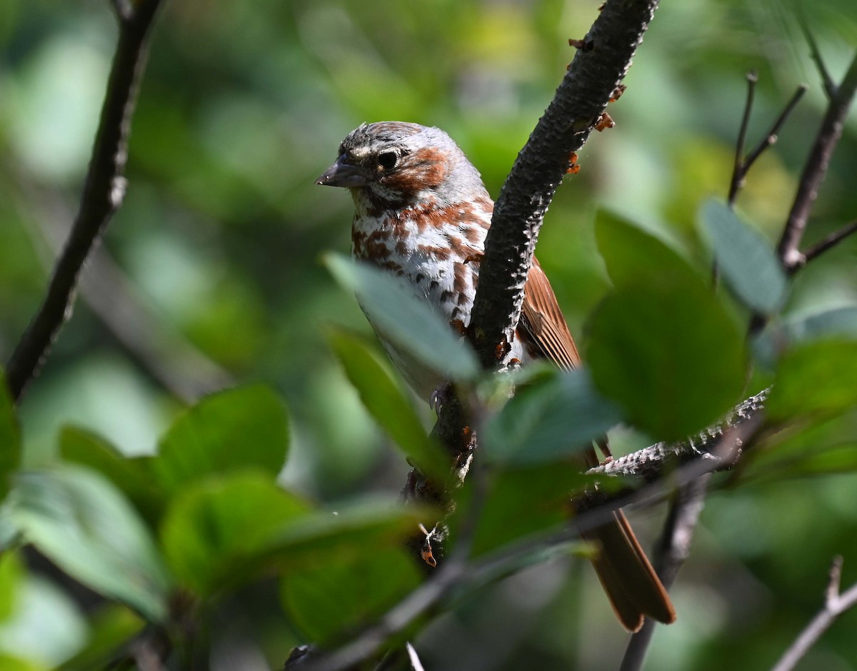 Fox Sparrow (Red) - ML622327685