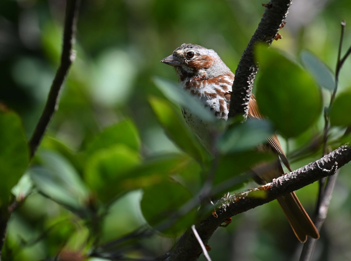 Fox Sparrow (Red) - ML622327686