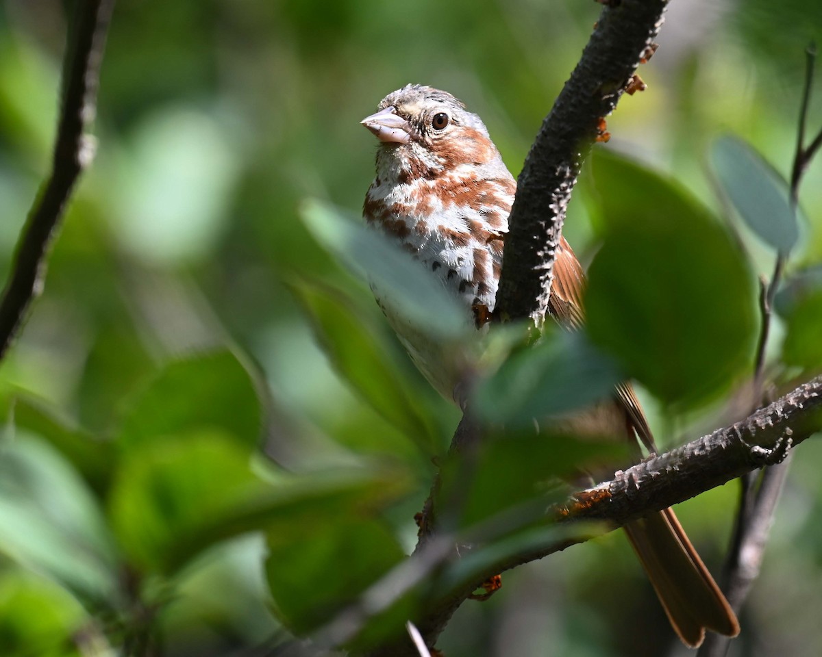 Fox Sparrow (Red) - ML622327687