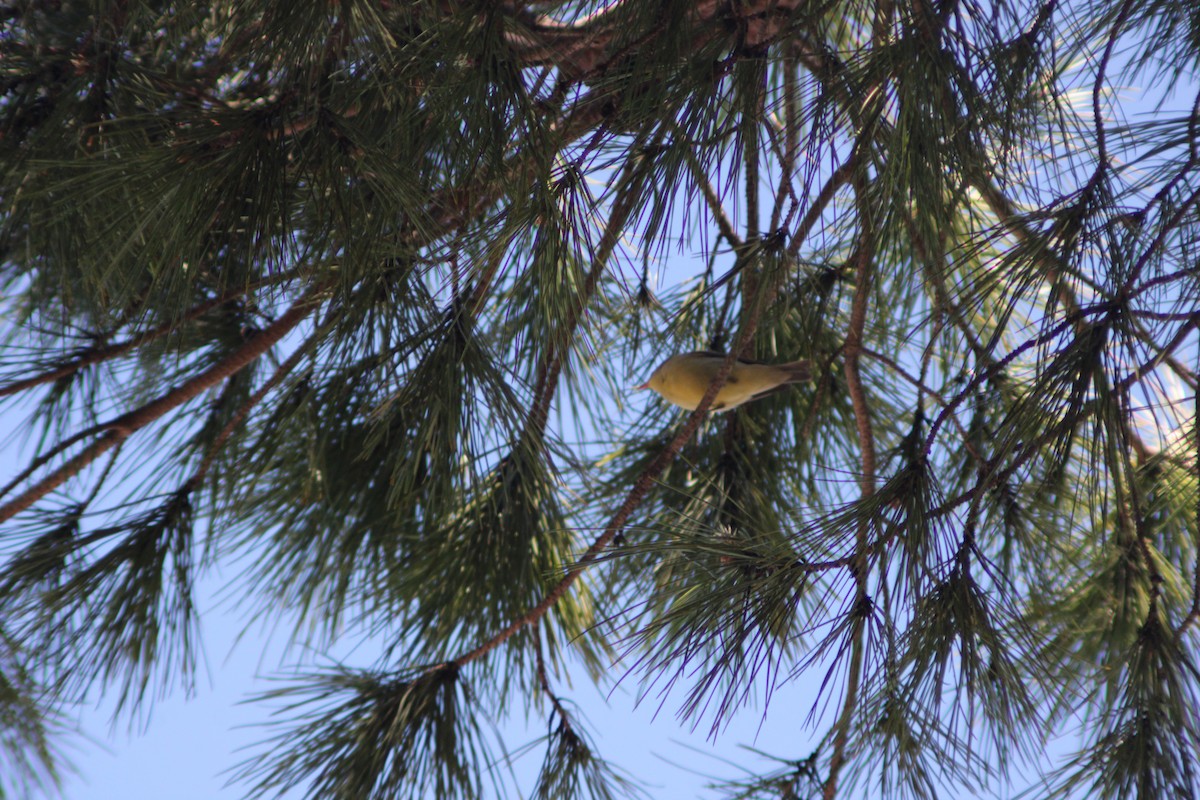 Wood Warbler - mila kedz