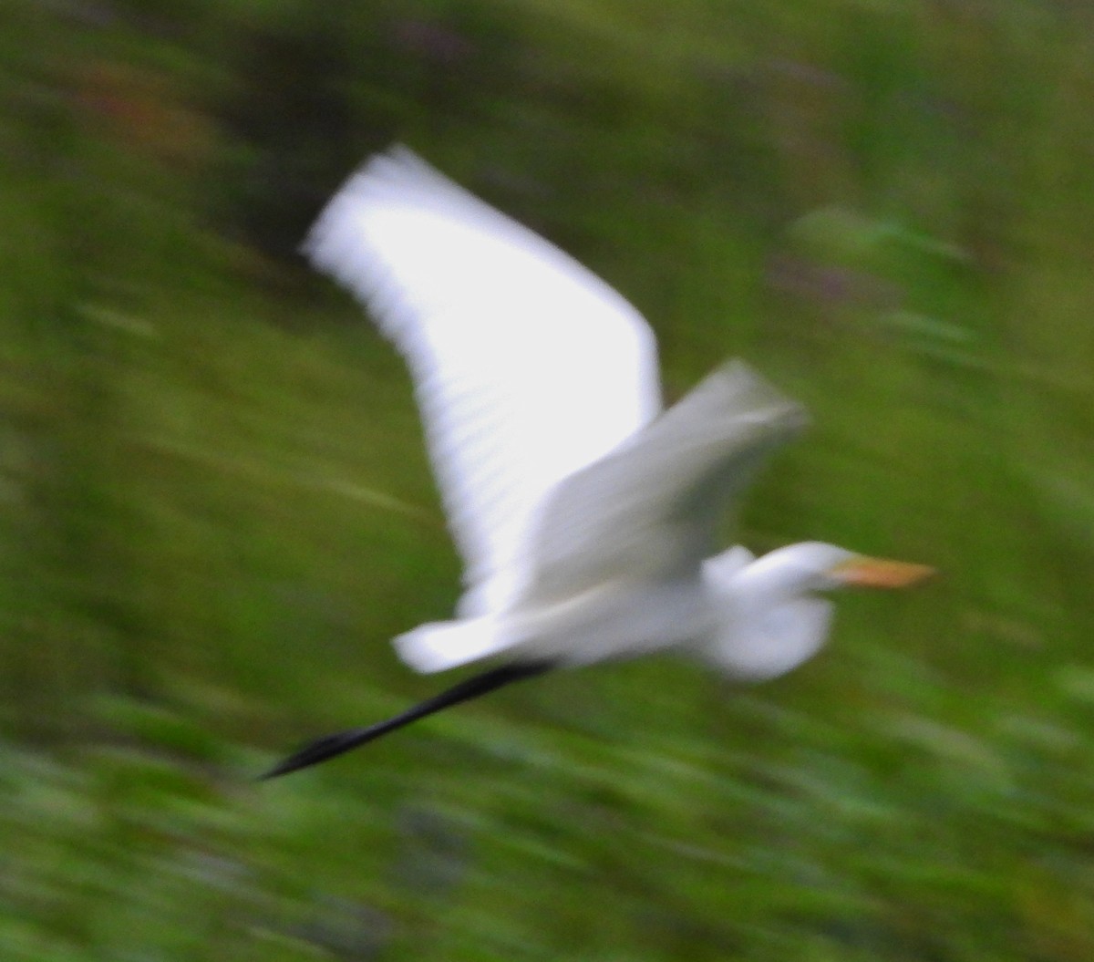 Great Egret - alan murray