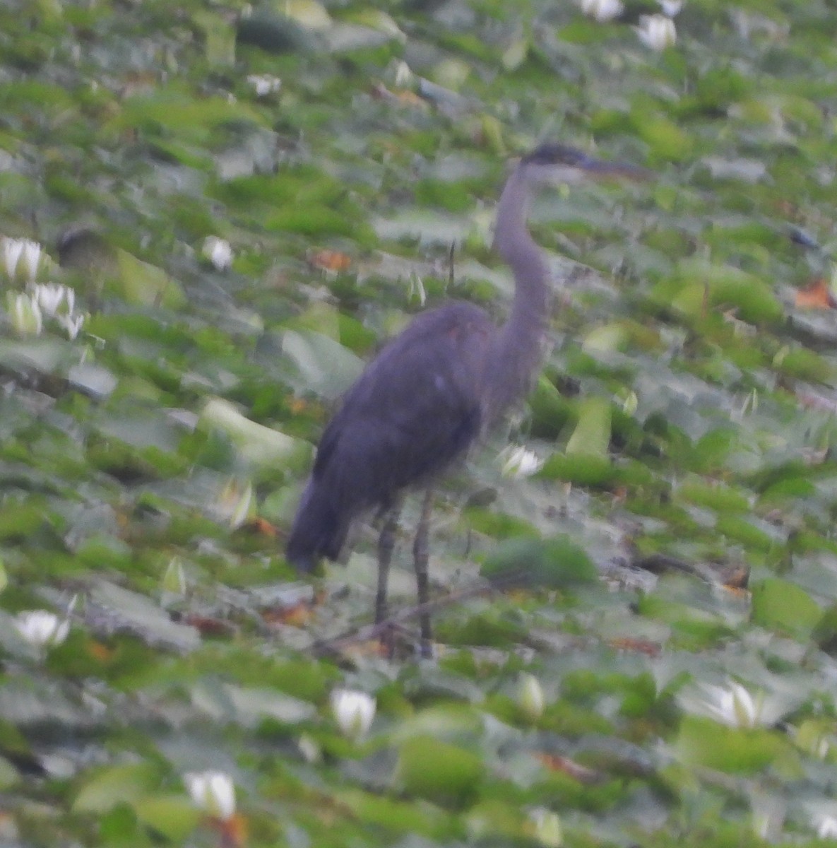 Great Blue Heron - ML622327887