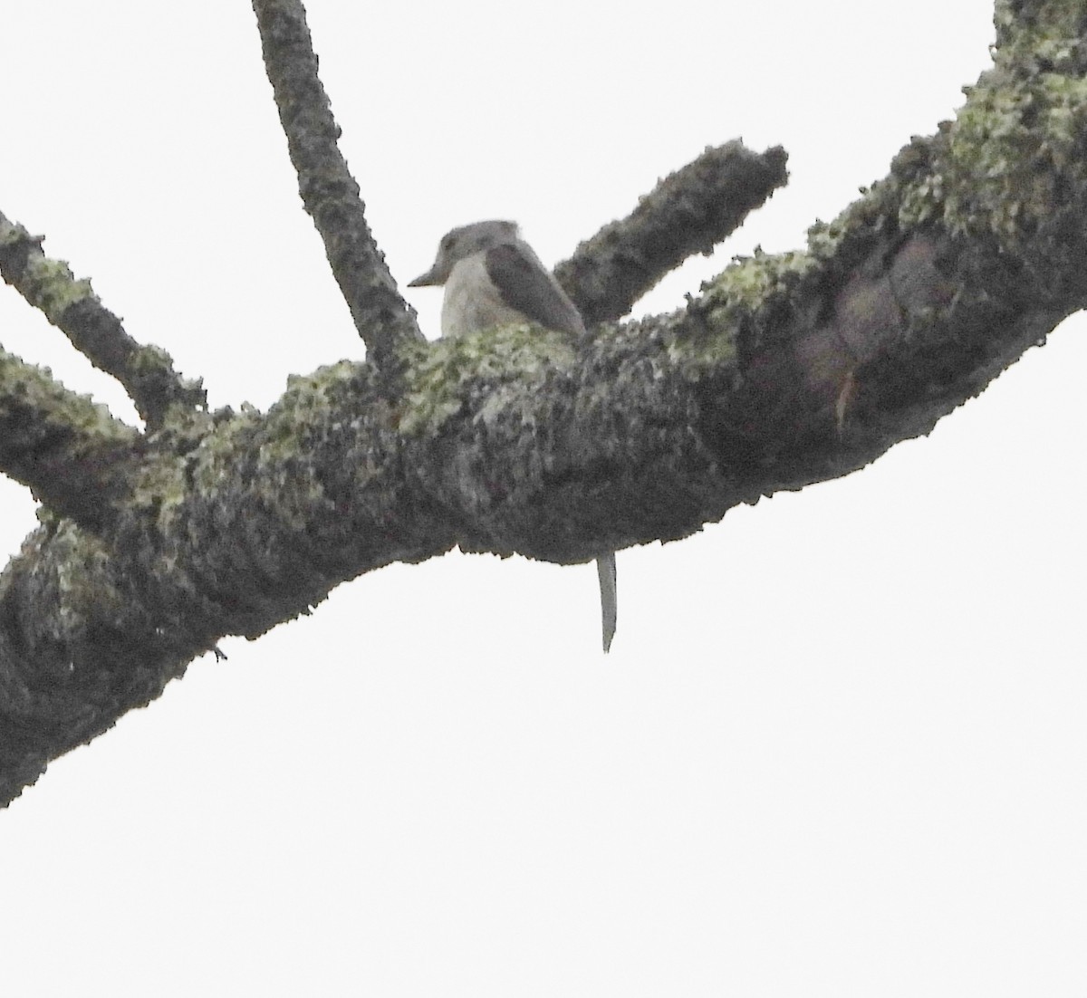 Tufted Titmouse - ML622327894