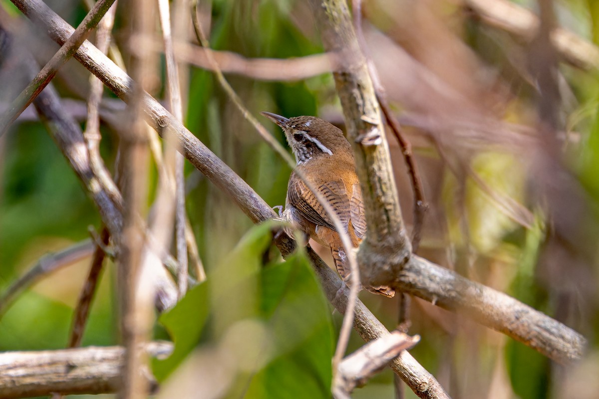 Antioquia Wren - ML622327900