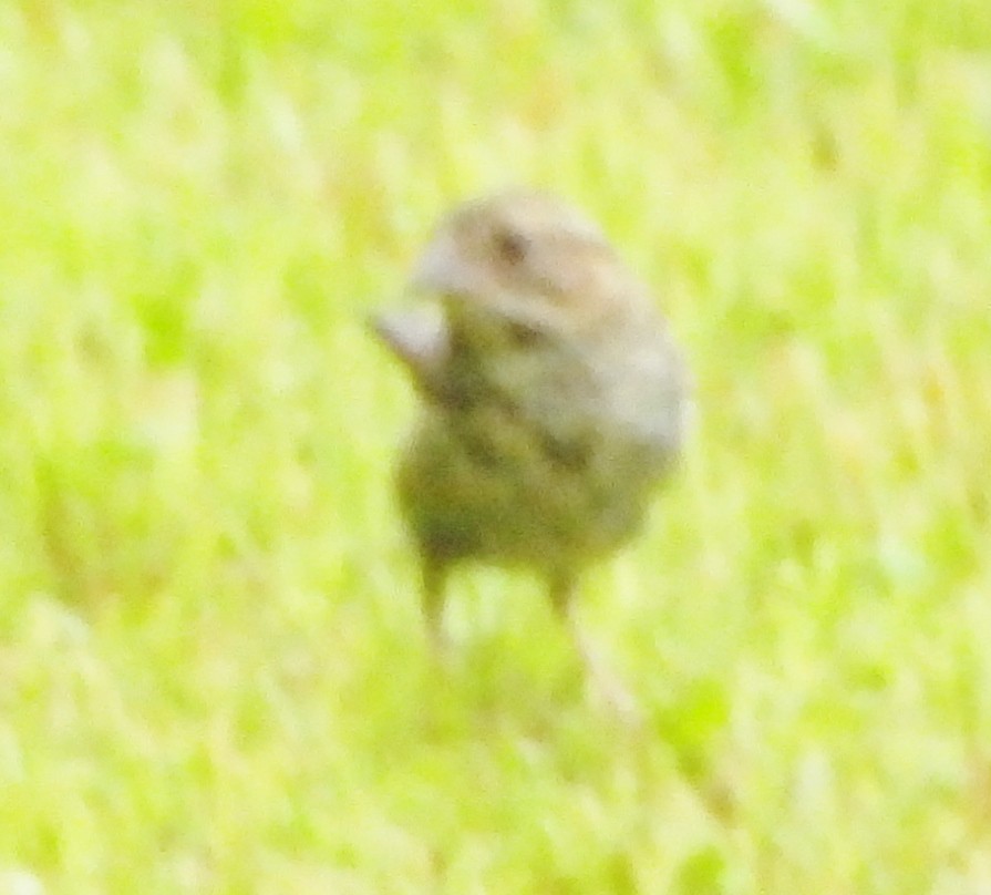 Song Sparrow - ML622327909