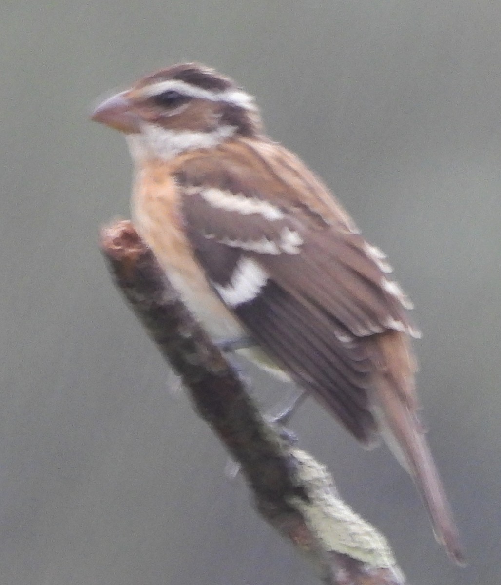 Rose-breasted Grosbeak - ML622327915