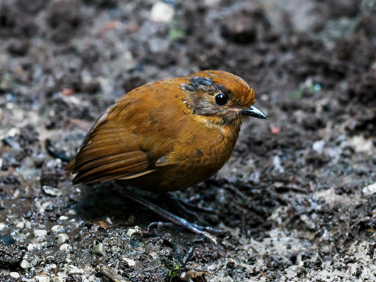 Chestnut Antpitta - ML622327960