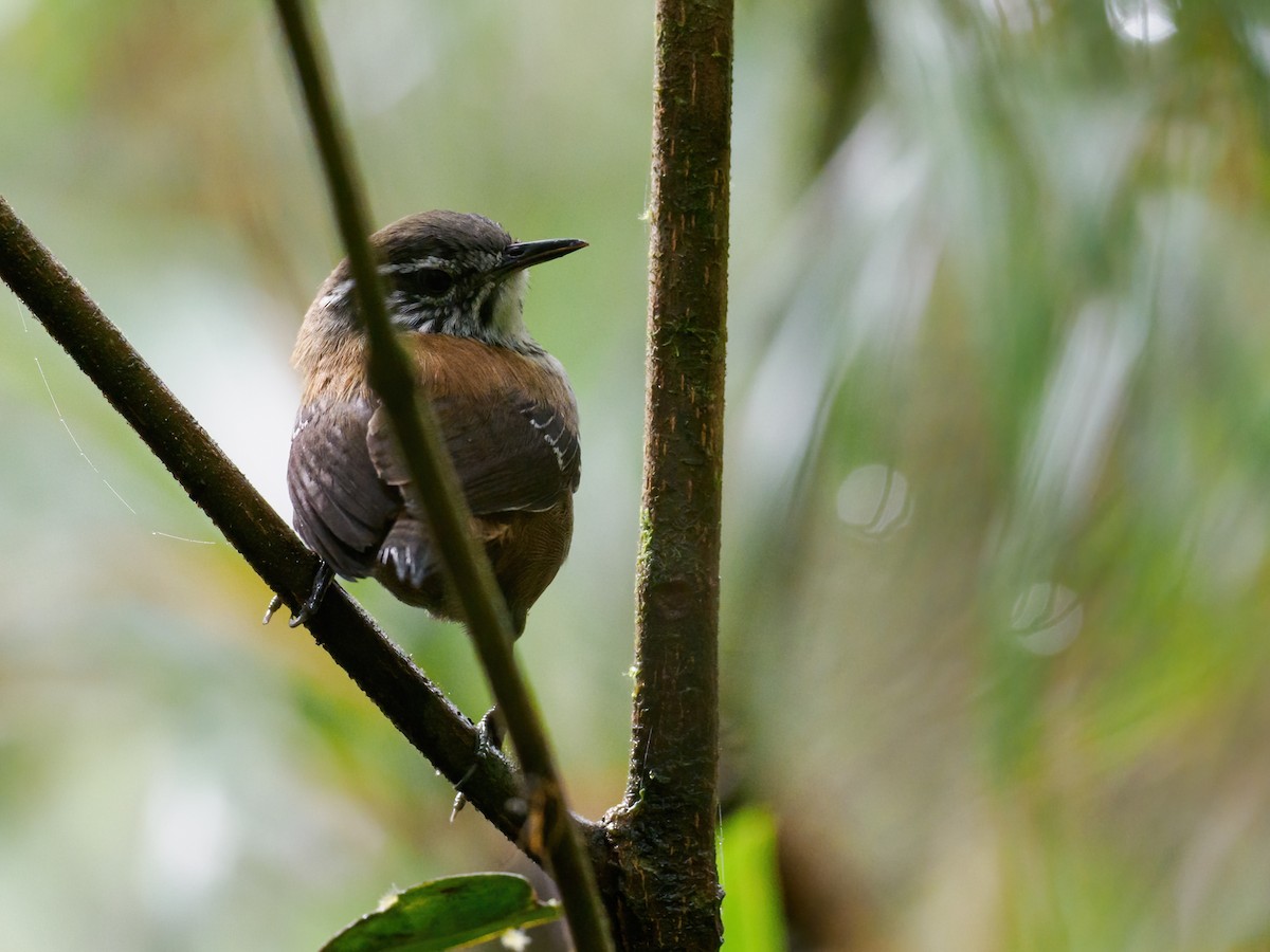 Bar-winged Wood-Wren - ML622328000
