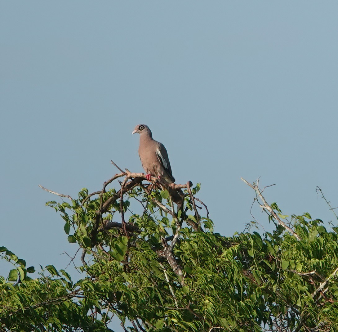 Bare-eyed Pigeon - ML622328036