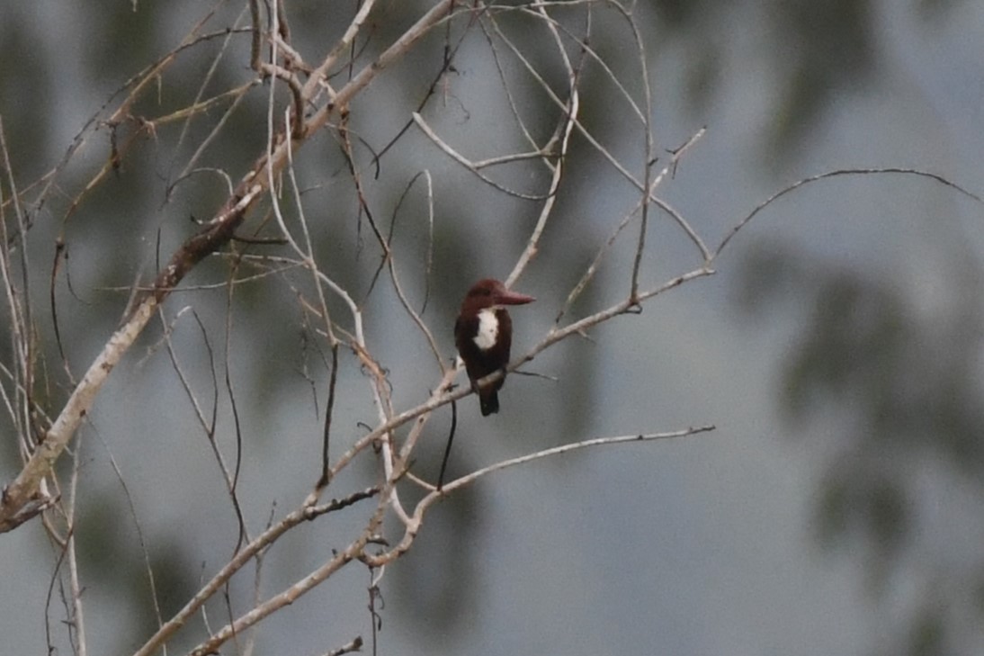 White-throated Kingfisher - ML622328159