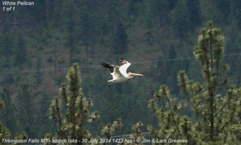 American White Pelican - ML622328182