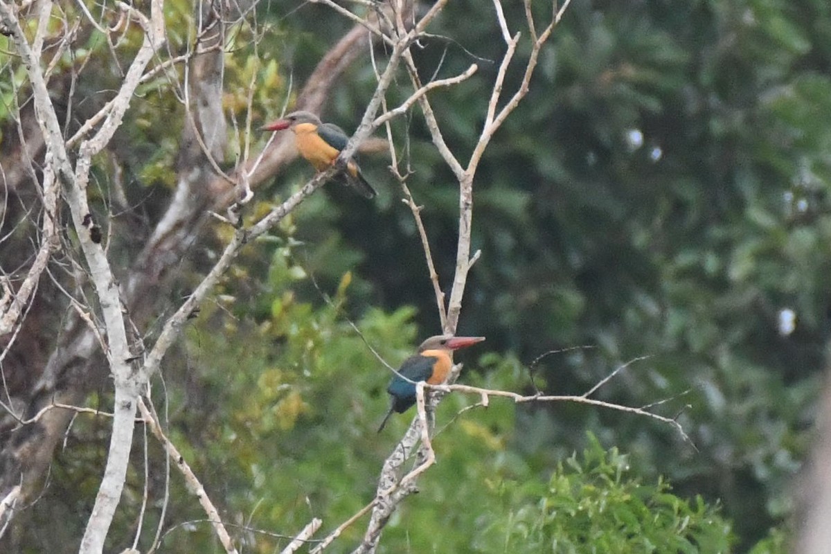 Stork-billed Kingfisher - ML622328193