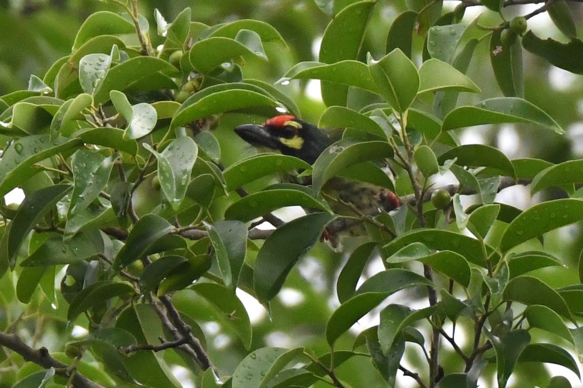 Coppersmith Barbet - ML622328203