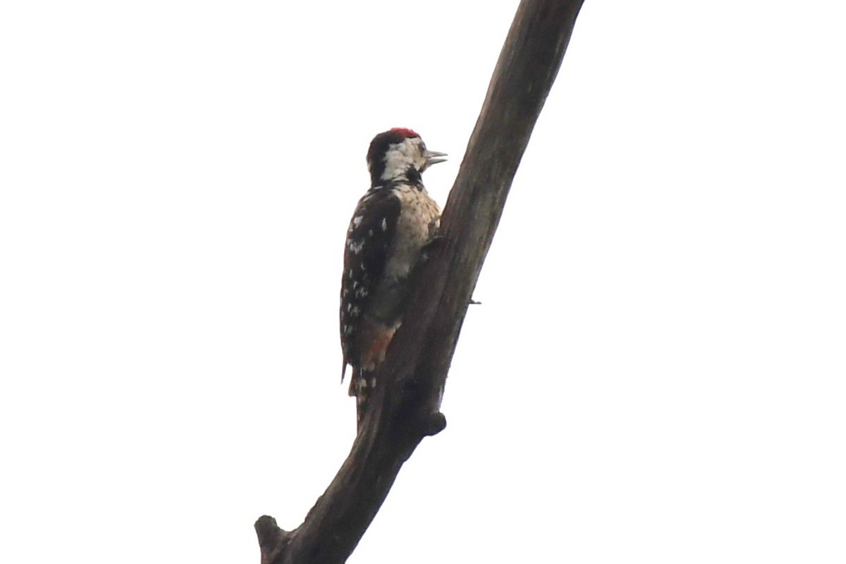 Freckle-breasted Woodpecker - David Arrow