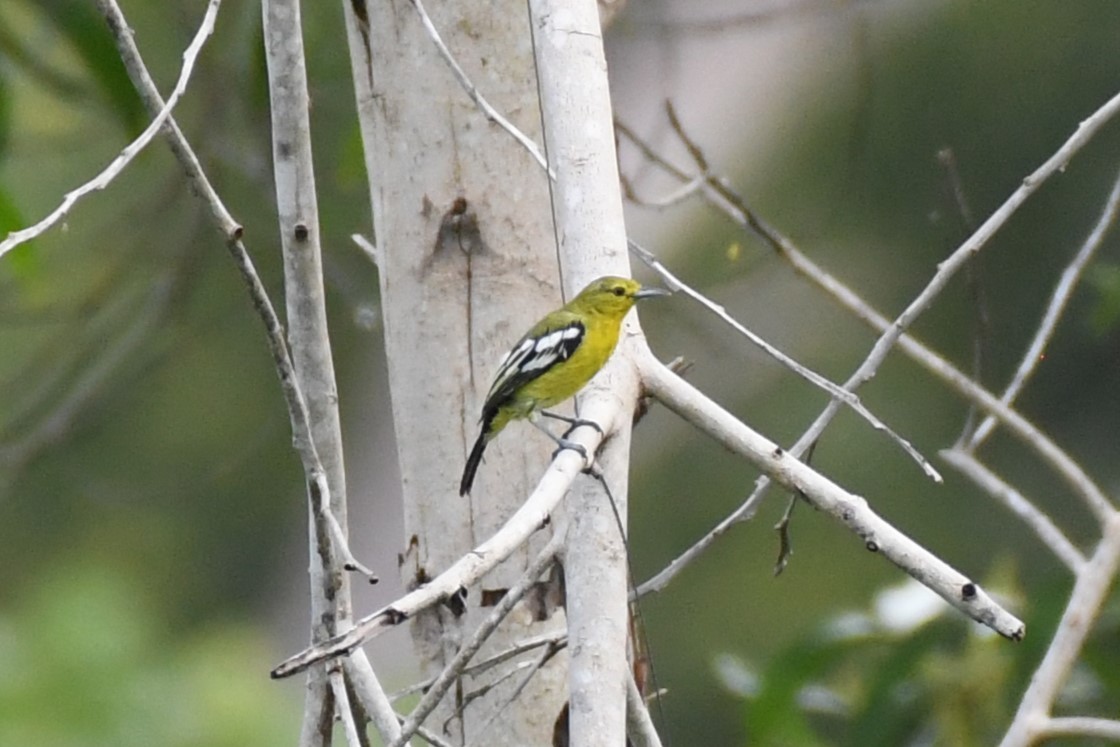 Common Iora - ML622328211