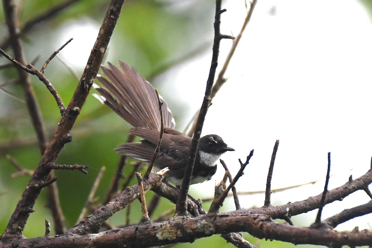 Malaysian Pied-Fantail - ML622328220