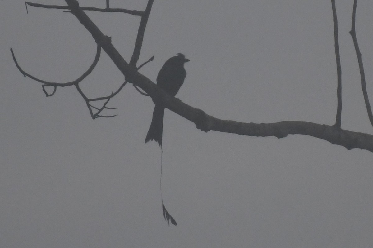 Greater Racket-tailed Drongo - ML622328225