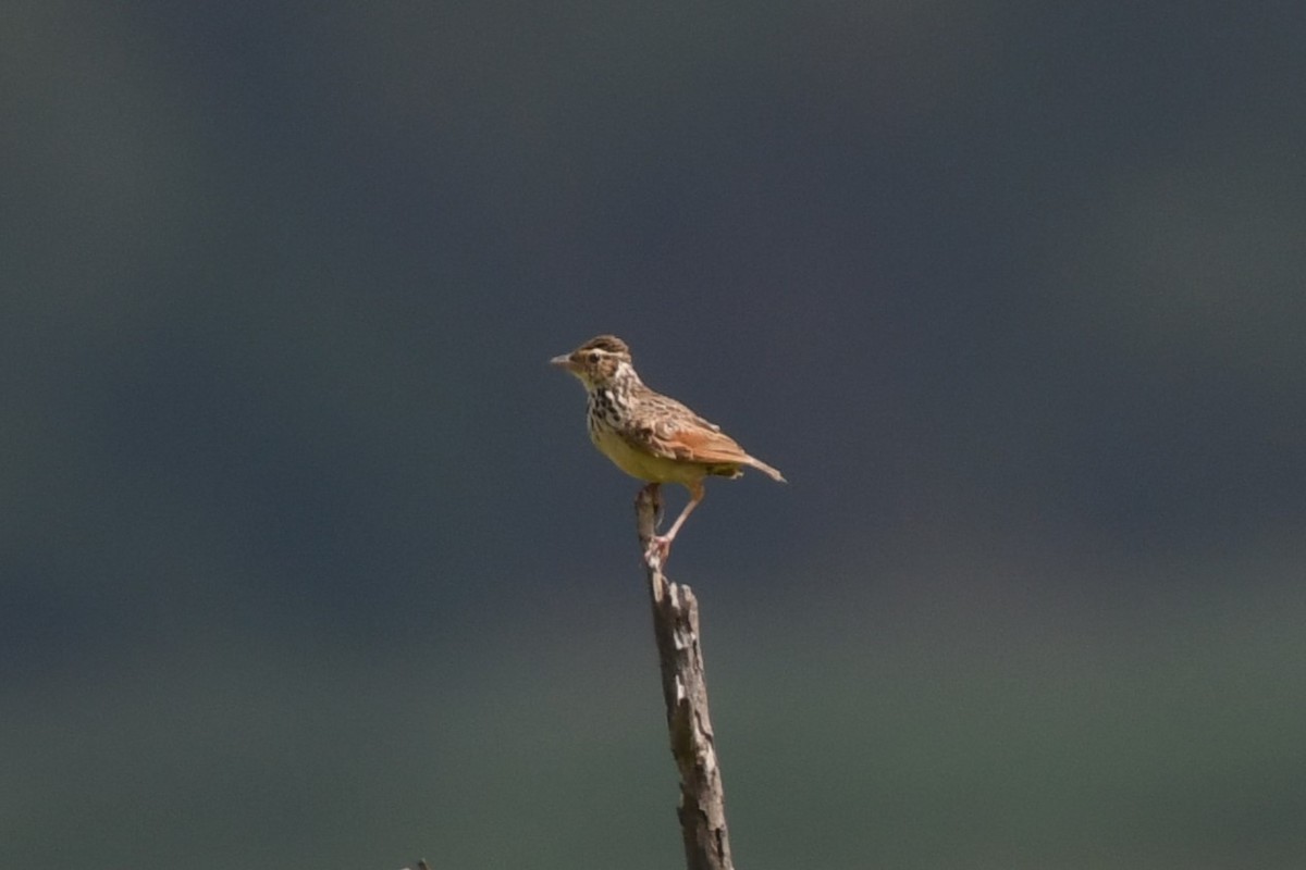 Indochinese Bushlark - ML622328239