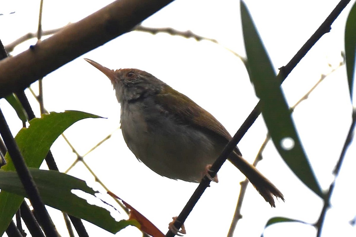 Common Tailorbird - ML622328241