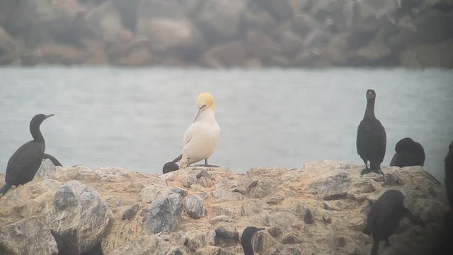 Northern Gannet - ML622328249