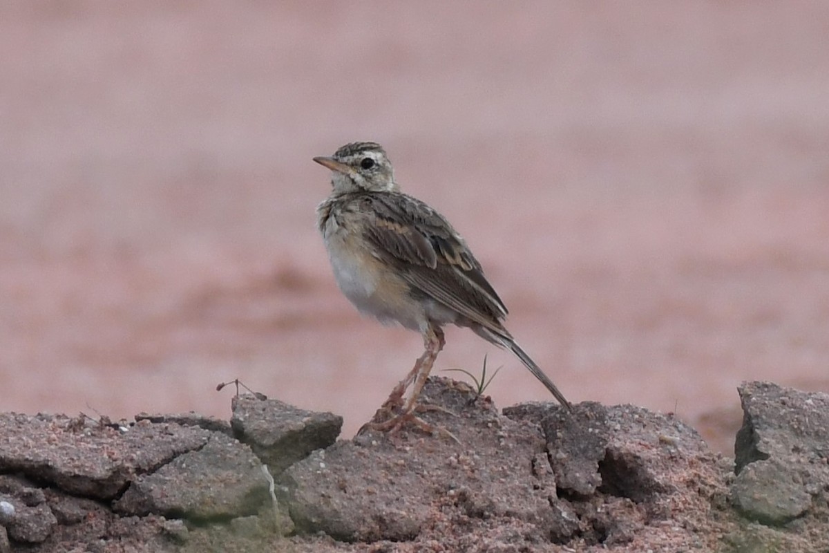 Zitting Cisticola - David Arrow