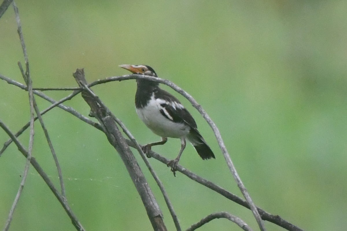 Siamese Pied Starling - ML622328262