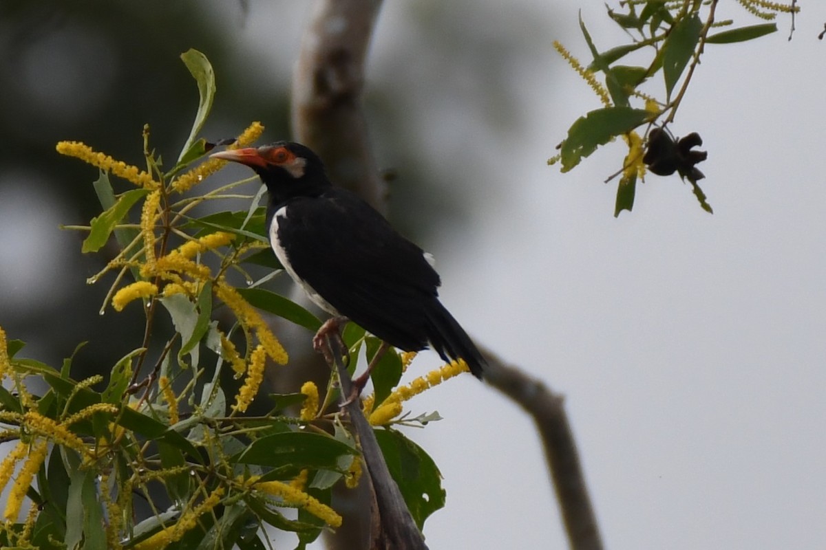 Siamese Pied Starling - ML622328263